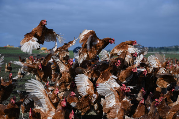 Xavier Prime’s free-range chickens. 