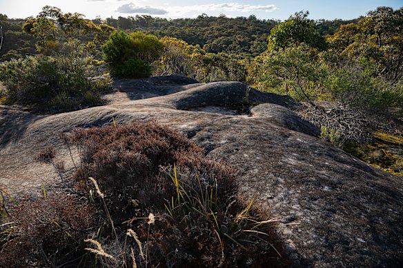 Local representatives remain opposed to plans to develop bushland at Lizard Rock in Belrose into homes.