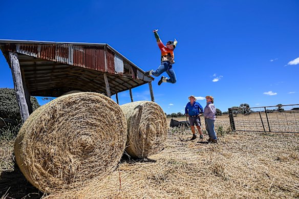 Henry Green enjoying the newly harvested hay bales. 