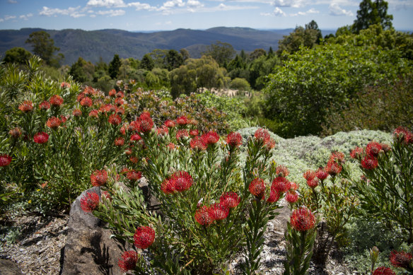 Fresh blooms at the Blue Mountains Botanic Garden.