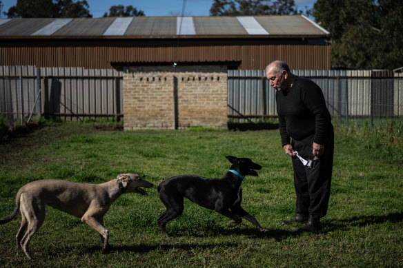 A couple of puppies charge around greyhound trainer Luke Azzopardi in their yard at Londonderry.