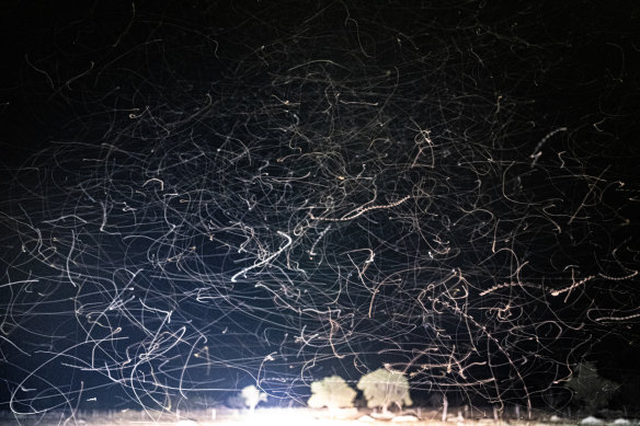 Mosquitoes and moths in headlights near the Macquarie Marshes north-west of Dubbo.