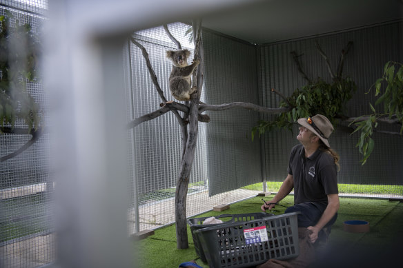 WIRES volunteer Morgan Philpott introduces Monty the koala to the new WIRES Koala Rehabilitation facility.