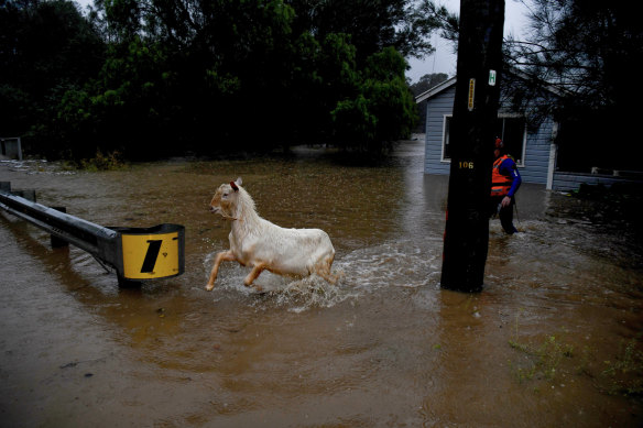 State Emergency Service workers rescue a group of goats from a submerged home in Wallacia on Sunday.