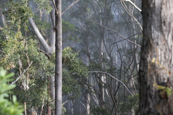Yarriabini National Park is slated to become part of the koala national park.