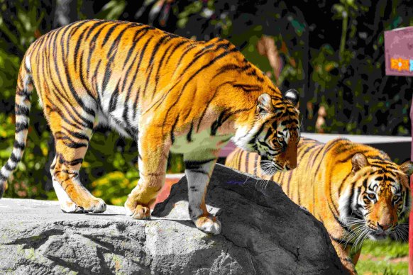 Burning bright: Tigers at Tiger Island, Dreamworld, on the Gold Coast.