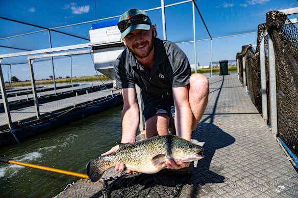 smh.com.au - Caitlin Fitzsimmons - Salmon critics say fish farms should be on land. How it works for Murray cod