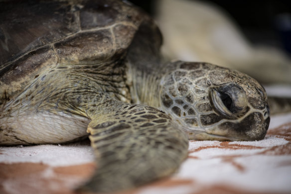 It took an island to save Doris the green sea turtle.