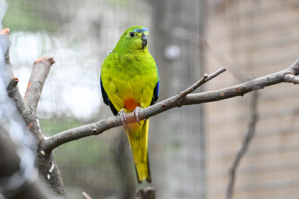 Orange-bellied parrots are one of Australia’s rarest bird species.