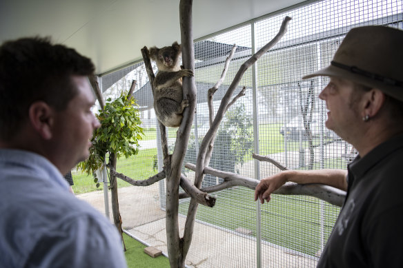 Wires volunteer Morgan Phillpot (right) and Veterinarian Luke Smith will visit Monty regularly to check how he is recovering.