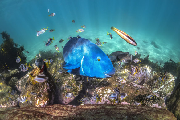 A blue groper at Shelly Beach, Manly, a snorkelling hotspot on the Great Southern Reef.