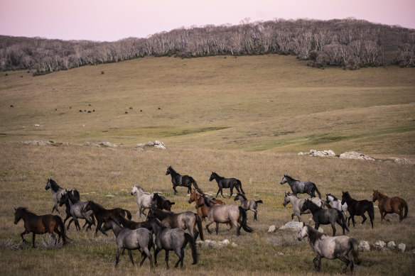 Feral horse populations boom in Kosciusko National Park despite culling  efforts