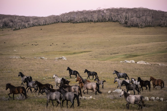 Many factors have allowed feral animals to flourish, pushing much of Australia’s native flora and fauna to the brink.