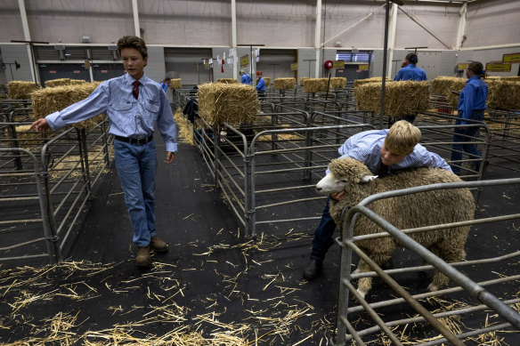 Students wrangle their sheep at the Royal Easter Show.