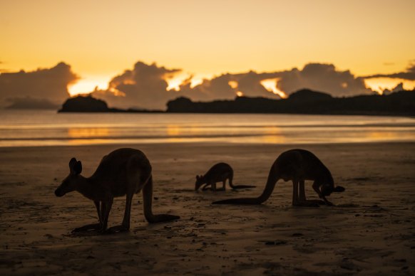 Sunrise brings wallabies and kangaroos to graze on the beach at Cape Hillsborough. 