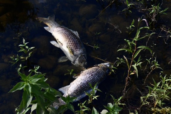 At 6.40pm the temperature in Yarramundi was still 42 degrees Celsius, hot enough to cook some carp, caught in shallow waters around Yarramundi reserve while people kept their cool in the shallow waters.