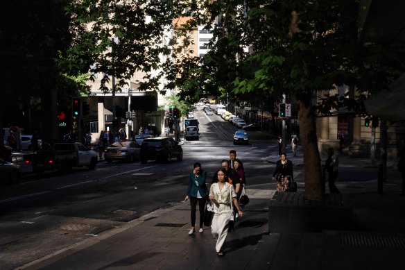 Thousands of trees will be planted in inner-city Sydney under a council plan to boost canopy cover.