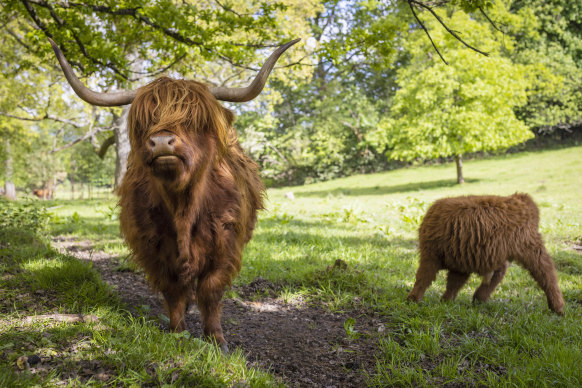 Highland cattle graze at Pollock Country Park, Glasgow.