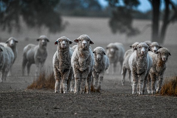 The drought is hitting hard in western Victoria.