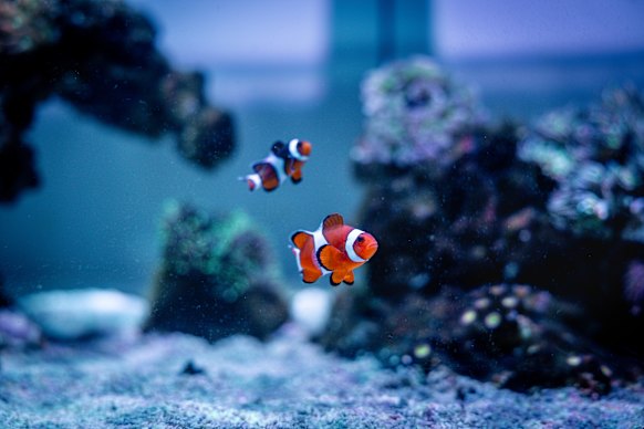 Brookman especially loves his clown fish because, he says, their personalities become most pronounced when they interact with the coral. 