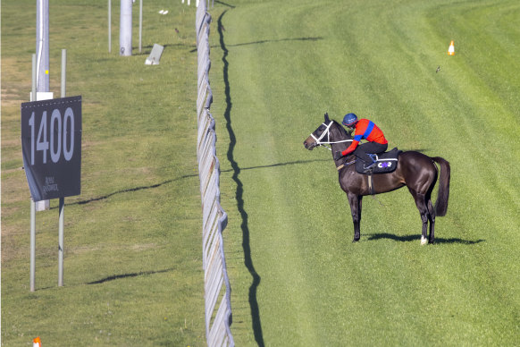 Verry Elleegant stares down the 1400m mark at Randwick where she will resume in the Winx Stakes on Saturday.