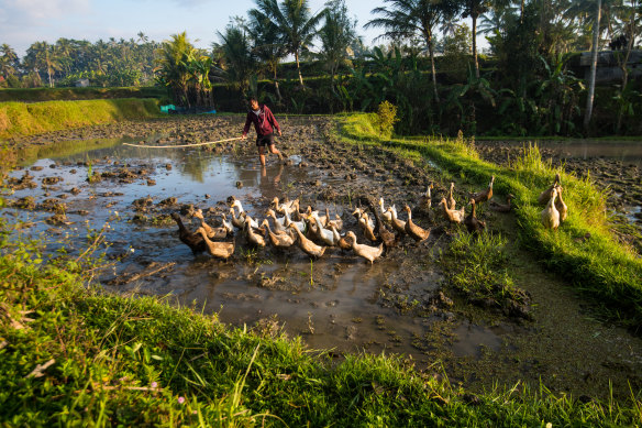 The Togetherness Project offers a glimpse of traditional farming practices and village life.