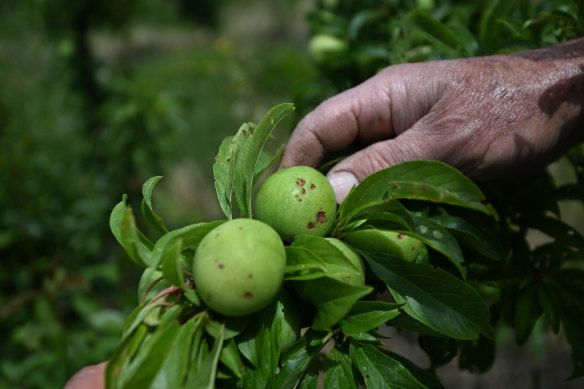 Hail damage on apples at John Pottenger’s farm.