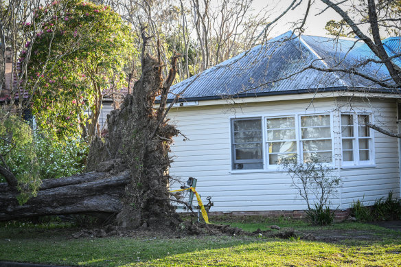 An uprooted tree downed power lines on Burns Road in Springwood. 