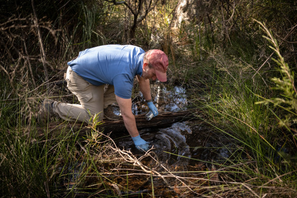Western Sydney University water scientist Ian Wright takes a sample in Adams Creek, which feeds Medlow Dam.