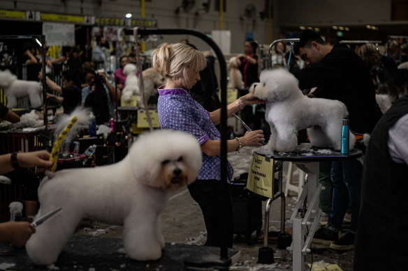 Action from the dog pavilion on the last day of the Sydney Royal Easter Show.