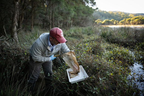 Dr Ian Wright, a professor of environmental science at University of Western Sydney, tests for pollution at Wheeny Creek.