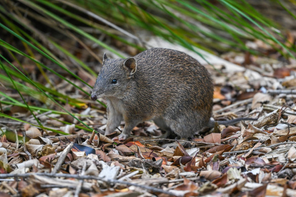 Southern brown bandicoots, like this one at Cranbourne Royal Botanic Gardens, still inhabit Melbourne’s south-eastern fringe but are losing ground.