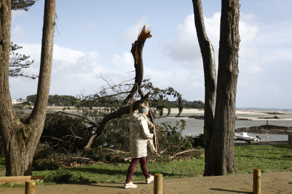 A woman walks by a fallen tree after a storm hit the town of Le Pornic in France’s Brittany region.