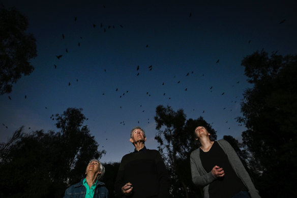 Joan, John and Melissa Hobbs count grey-headed flying foxes at Yarra Bend. 
