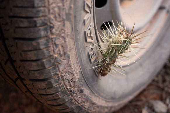 A vehicle can carry the Hudson pear far and wide in its tyres or undercarriage.