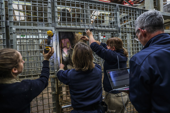 Mali, one of the pregnant elephants at Melbourne Zoo, opens wide for the vets to work on her teeth. 