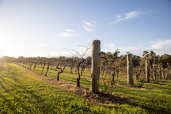A winery in Pokolbin, which is in the Cessnock LGA.