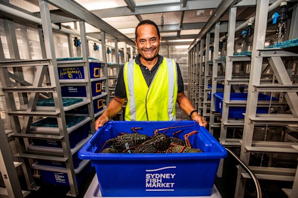 Sydney Fish Market’s head of product and quality Erik Poole with live eastern rock lobsters from waters off Sydney.