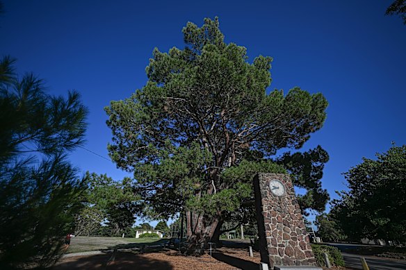 Australia’s oldest Lone Pine, grown from a cone brought home from Gallipoli by  a Victorian soldier and planted in 1933 in Wattle Park, Burwood.