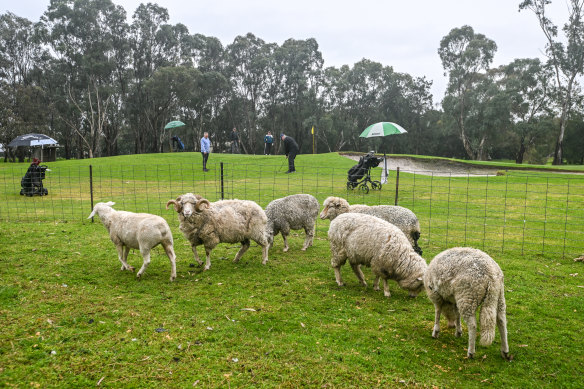 Sheep produce microbe-rich manure.