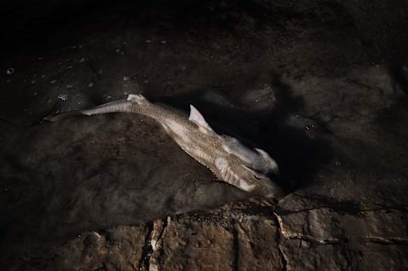 A dead Port Jackson shark on Glenelg Beach.