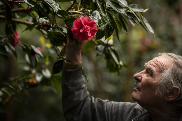 Jim Powell is a member of the Camellia Ark. Its members are working with the Royal Botanic Gardens Trust to save camellias, like the camellia japonica ‘Otahuhu Beauty’ (pictured),  that came to Australia with Macarthur. 