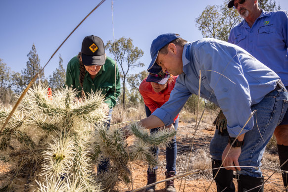 Andrew McConnachie examines a
Hudson pear, which he calls “prickly pear on steroids”.