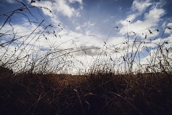 A native grassland in western Victoria. 