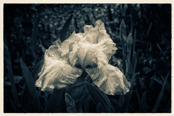 One of Ian Kemp’s photographs of an iris flower in his garden. 