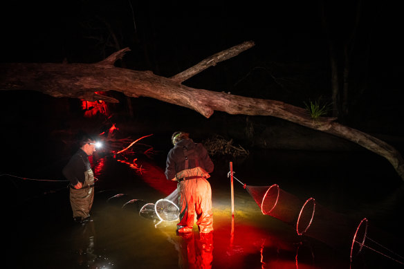 The scientific team discovering Delphi the platypus in the fyke net on Saturday night.