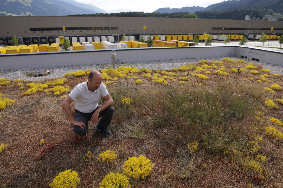 Some US and European cities are placing plants on roofs to help absorb heat.