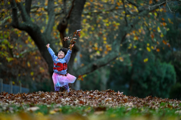 Three-year-old Oriane plays in the autumn leaves at a park in Melbourne’s eastern suburbs.