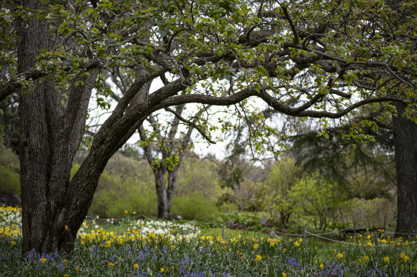 Daffodils in bloom at the Blue Mountains Botanic Garden in Mount Tomah.