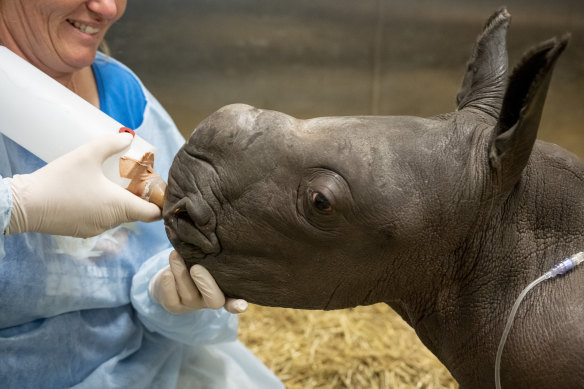 The southern white rhino calf – the first born at Werribee Open Range Zoo in almost a decade - weighed in at just over 60 kilograms.